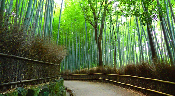 竹林の道　徒歩1分