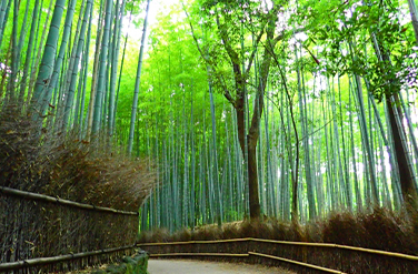 竹林の道　徒歩1分